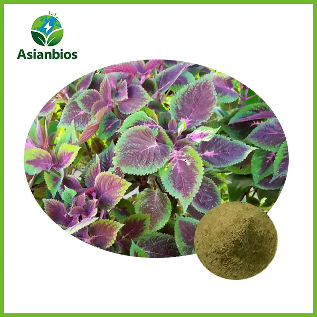 Perilla Extract Powder